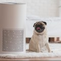 The Truth About Air Purifiers: Separating Fact from Fiction